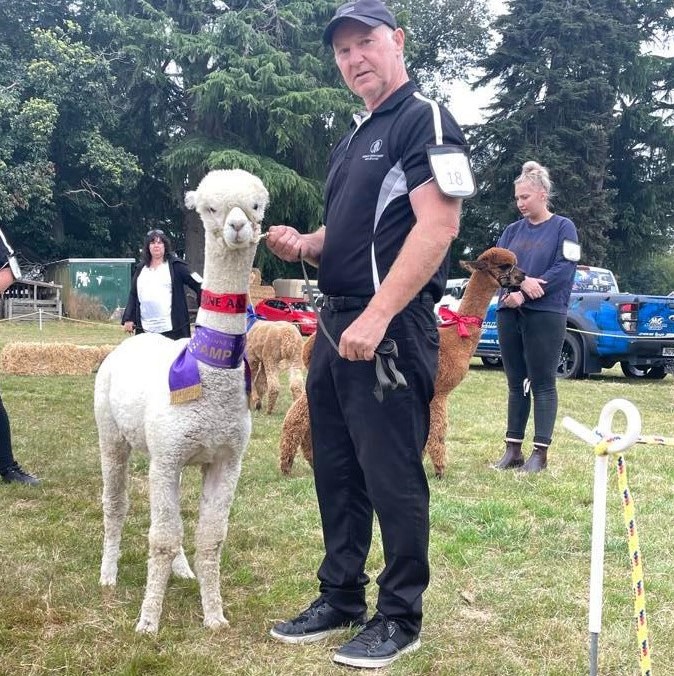 picture of alpaca 'Aurelia'